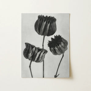 Abutilon (lime Mallow) Pod - Karl Blossfeldt Art Print / Canvas, 12x16’’ / 31x41cm / Unframed / no Border, Posters Prints & Visual Artwork,