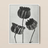 Abutilon (lime Mallow) Pod - Karl Blossfeldt Art Print / Canvas, 12x16’’ / 31x41cm / White Frame, Posters Prints & Visual Artwork, Toby Leon