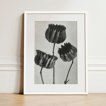 Abutilon (lime Mallow) Pod - Karl Blossfeldt Art Print / Canvas, 12x16’’ / 31x41cm / White Frame / Matboard, Posters Prints & Visual