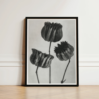Abutilon (lime Mallow) Pod - Karl Blossfeldt Art Print / Canvas Black-framed Artwork Detailed Charcoal Sketch Three Stylized Textured,