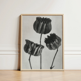 Abutilon (lime Mallow) Pod - Karl Blossfeldt Art Print / Canvas Minimalist Black-and-white Framed Three Stylized Textured, Pods,