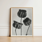 Abutilon (lime Mallow) Pod - Karl Blossfeldt Art Print / Canvas Minimalist Black-and-white Botanical Three Detailed Textured Seed, Pods,