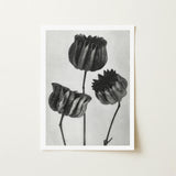 Abutilon (lime Mallow) Pod - Karl Blossfeldt Art Print / Canvas Black-and-white Photographic Three Dried Textured Seed Pods, Monochromatic