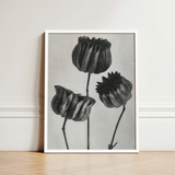 Abutilon (lime Mallow) Pod - Karl Blossfeldt Art Print / Canvas Minimalist Black-and-white Framed Artwork Three Detailed Textured Flower,