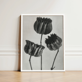 Abutilon (lime Mallow) Pod - Karl Blossfeldt Art Print / Canvas Minimalist Black-and-white Framed Artwork Three Detailed Textured Flower,