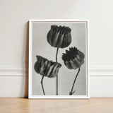 Abutilon (lime Mallow) Pod - Karl Blossfeldt Art Print / Canvas Minimalist White-framed Black-and-white Botanical Three Detailed Textured,