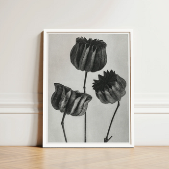 Abutilon (lime Mallow) Pod - Karl Blossfeldt Art Print / Canvas Minimalist White-framed Black-and-white Botanical Three Detailed Textured,