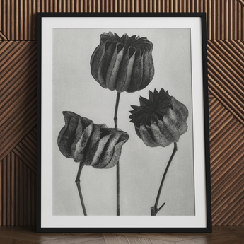 Abutilon (lime Mallow) Pod - Karl Blossfeldt Art Print / Canvas Black-framed Artwork Monochrome Pencil Sketch Three Detailed Textured Karl
