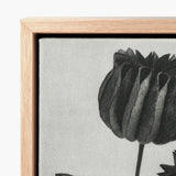 Abutilon (lime Mallow) Pod - Karl Blossfeldt Art Print / Canvas Black White Stylized Flower Light Wood, Pods, Monochromatic Masterpiece