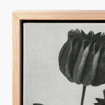 Abutilon (lime Mallow) Pod - Karl Blossfeldt Art Print / Canvas Black White Stylized Flower Light Wood, Pods, Monochromatic Masterpiece