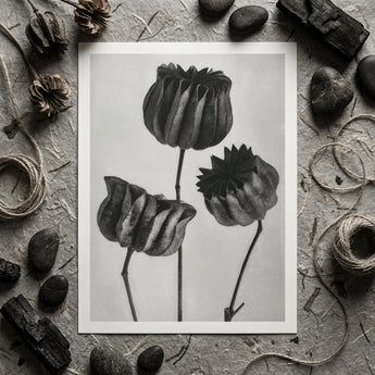 Abutilon (lime Mallow) Pod - Karl Blossfeldt Art Print / Canvas Black-and-white Photographic Print Three Stylized Textured Seed Pods Karl