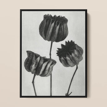 Abutilon (lime Mallow) Pod - Karl Blossfeldt Art Print / Canvas 12x16’’ / 31x41cm / Black Frame Black-framed Charcoal Three Dried Textured