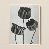 Abutilon (lime Mallow) Pod - Karl Blossfeldt Art Print / Canvas 12x16’’ / 31x41cm / Natural Frame Framed Black-and-white Botanical