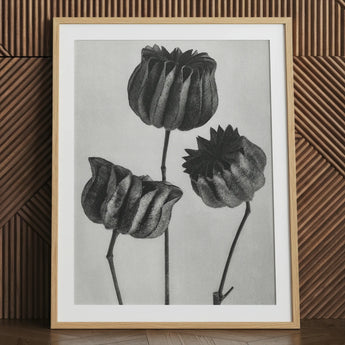 Abutilon (lime Mallow) Pod - Karl Blossfeldt Art Print / Canvas 24x32’’ / 61x81cm / Natural Frame / Matboard Framed Black White Botanical