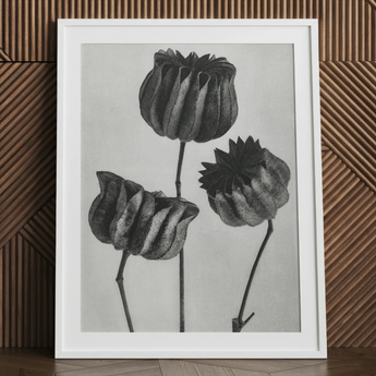 Abutilon (lime Mallow) Pod - Karl Blossfeldt Art Print / Canvas White-framed Black-and-white Botanical Print Three Detailed Textured Seed