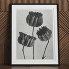 Abutilon (lime Mallow) Pod - Karl Blossfeldt Art Print, Framed Black White Photograph Three Tulip Flowers