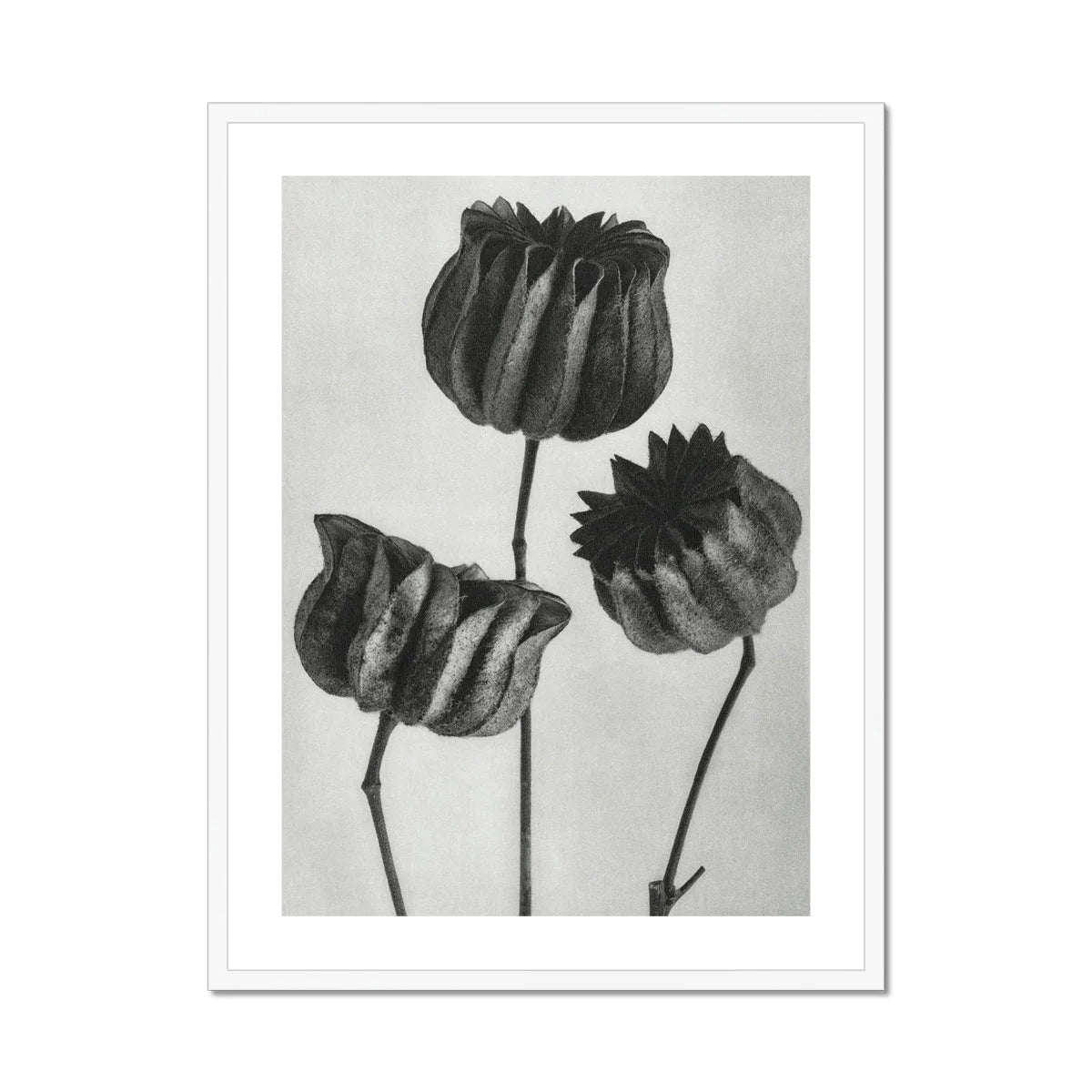 Abutilon (lime Mallow) Pod - Karl Blossfeldt Art Print Posters Prints & Visual Artwork