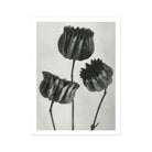 Abutilon (lime Mallow) Pod - Karl Blossfeldt Art Print, Three Dried Poppy Seed Pods Stems Black White
