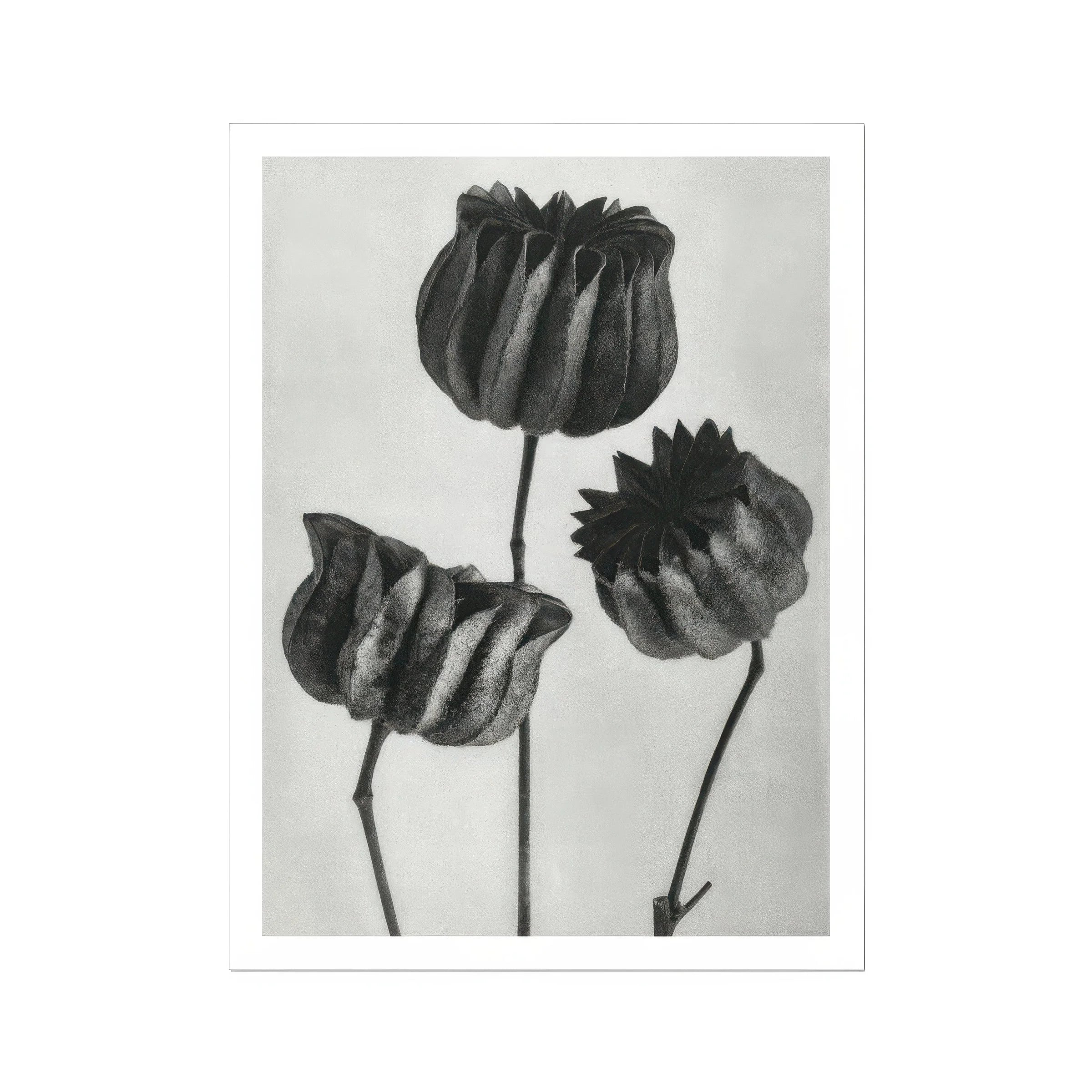 Abutilon (lime Mallow) Pod - Karl Blossfeldt Art Print, Three Dried Poppy Seed Pods Stems Black White