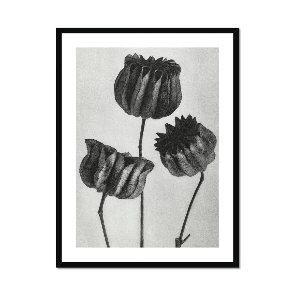 Abutilon (lime Mallow) Pod - Karl Blossfeldt Art Print, Three Tulips Rendered Black White Stark Shadows Contrast
