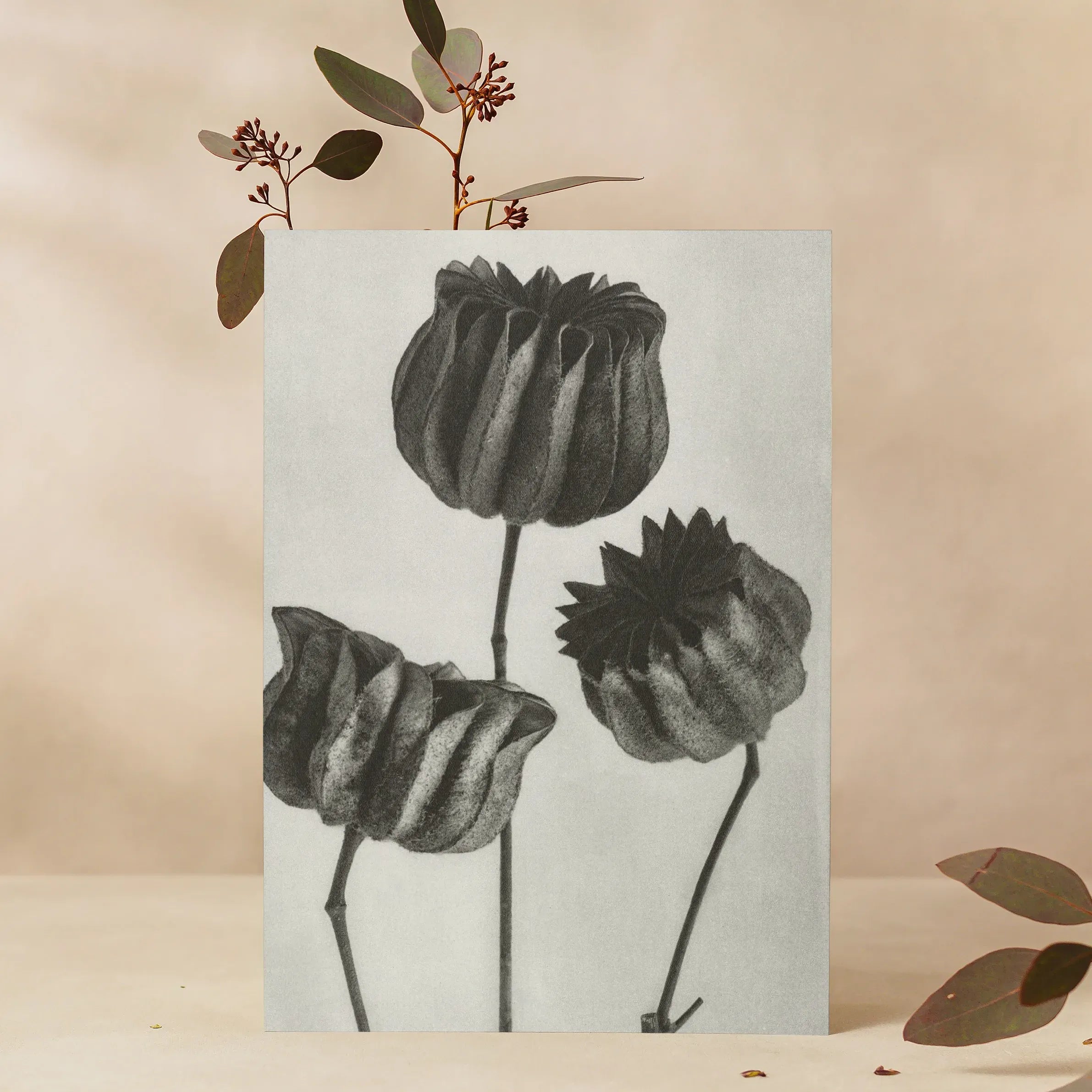 Abutilon (lime Mallow) Pod By Karl Blossfeldt Greeting Card - A5 Portrait / 1 Card - Greeting & Note Cards - Aesthetic