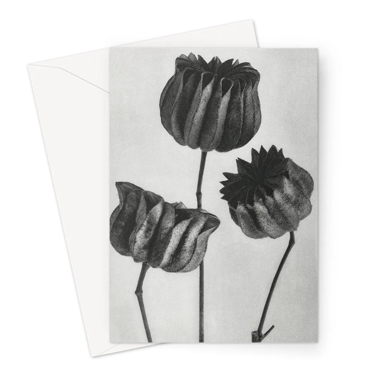 Abutilon (lime Mallow) Pod By Karl Blossfeldt Greeting Card - Greeting & Note Cards - Aesthetic Art
