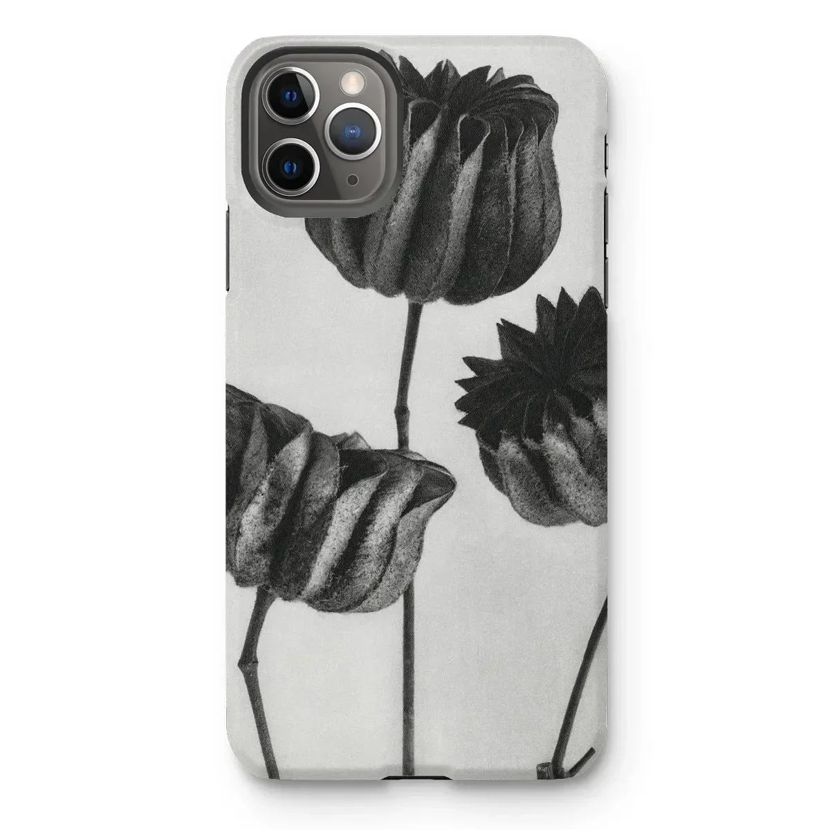 Abutilon (lime Mallow) Pod - Karl Blossfeldt Iphone Case