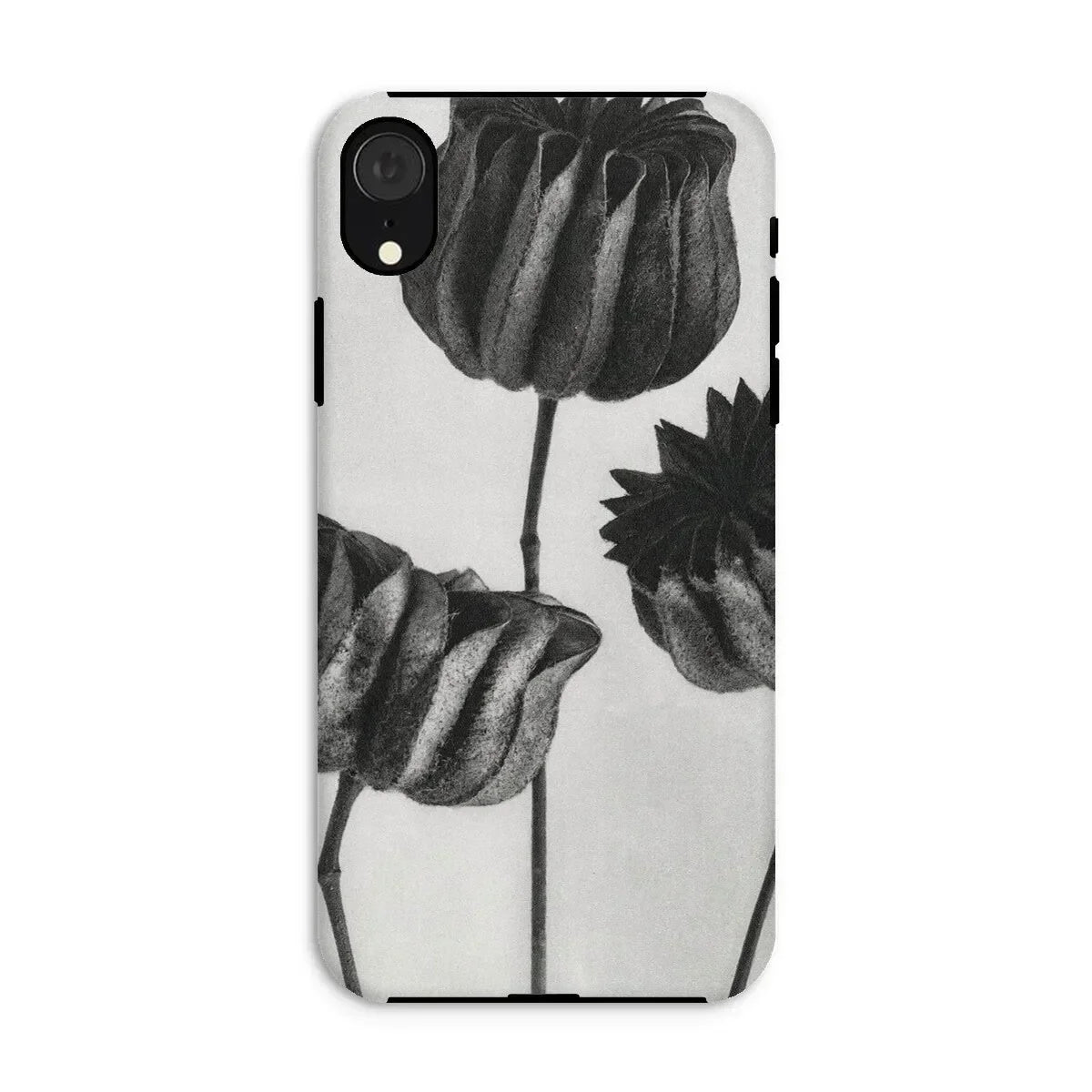 Abutilon (lime Mallow) Pod - Karl Blossfeldt Iphone Case