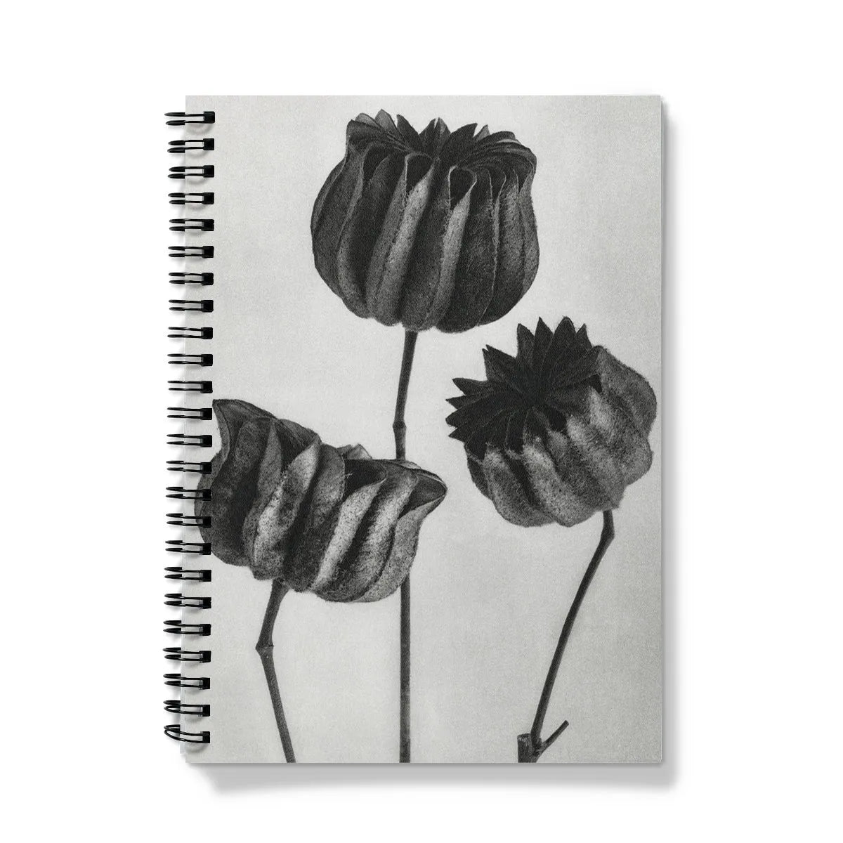 Abutilon (lime Mallow) Pod By Karl Blossfeldt Notebook - A5 / Graph - Notebooks & Notepads - Aesthetic Art