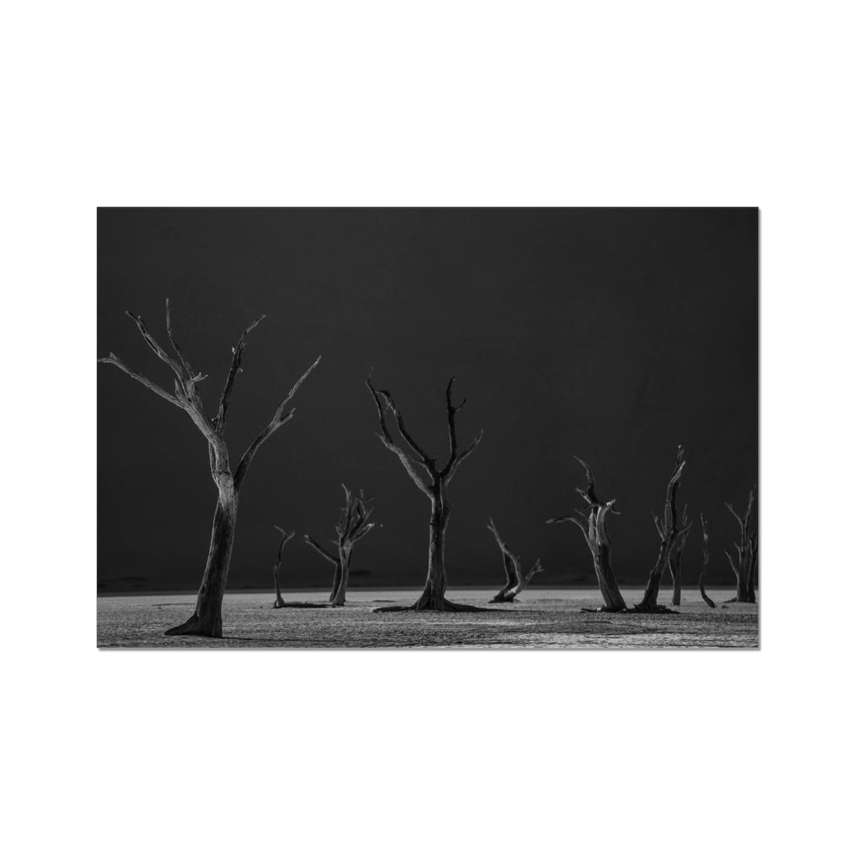 Acacia Trees of Deadvlei Art Print, Black White Photograph Numerous Dead Leafless Trees Flat