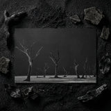 Acacia Trees of Deadvlei Art Print / Canvas Black-and-white Photographic Desolate Landscape Bare Skeletal, Namib-naukluft Park, Salt-white