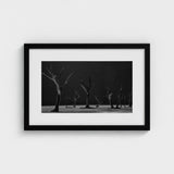 Acacia Trees of Deadvlei Art Print / Canvas Skeletal, Namib-naukluft Park, Salt-white Clay Prints