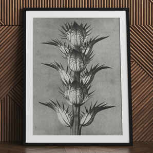 Acanthus Mollis (Beer's Breeches) - Karl Blossfeldt Art Print