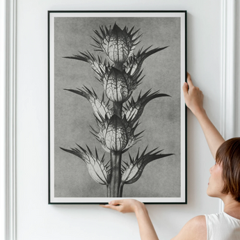 Acanthus Mollis (bear’s Breeches) - Karl Blossfeldt Art Print, 24x32’’ / 61x81cm / Unframed, Black White Photograph Thistle Plant Spiky