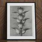 Acanthus Mollis (bear’s Breeches) Karl Blossfeldt Art Print, 30x40’’ / 76x101cm / Unframed, Black White Photograph Thistle Plant Spiky