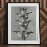 Acanthus Mollis (bear’s Breeches) - Karl Blossfeldt Art Print, 30x40’’ / 76x101cm / Unframed, Black White Photograph Thistle Plant Spiky