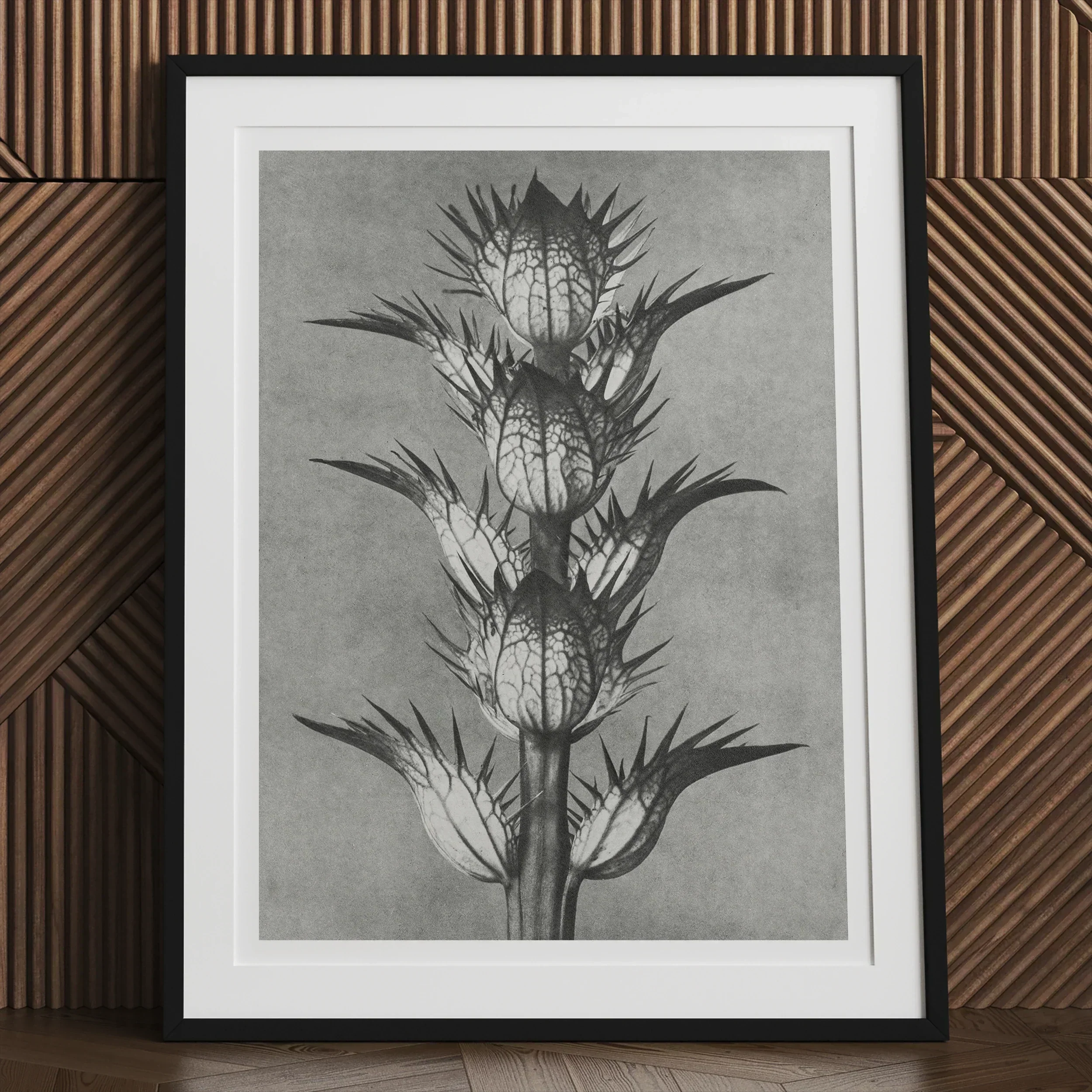 Acanthus Mollis (bear’s Breeches) Karl Blossfeldt Art Print, 30x40’’ / 76x101cm / Unframed, Black White Photograph Thistle Plant Spiky