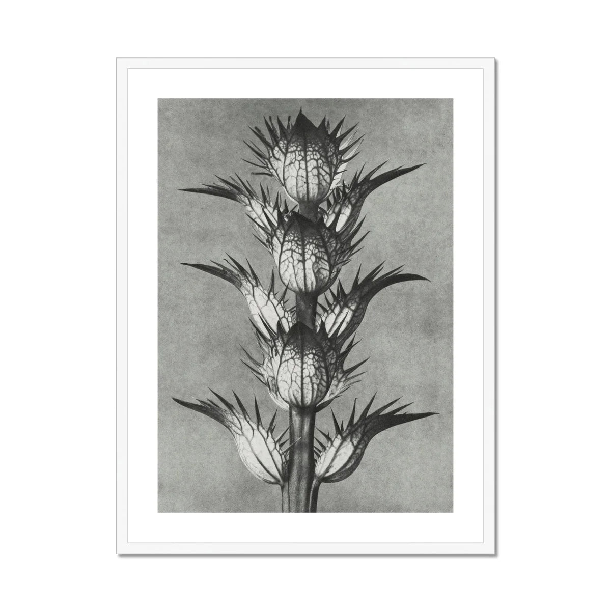 Acanthus Mollis (bear’s Breeches) - Karl Blossfeldt Art Print Posters Prints & Visual Artwork