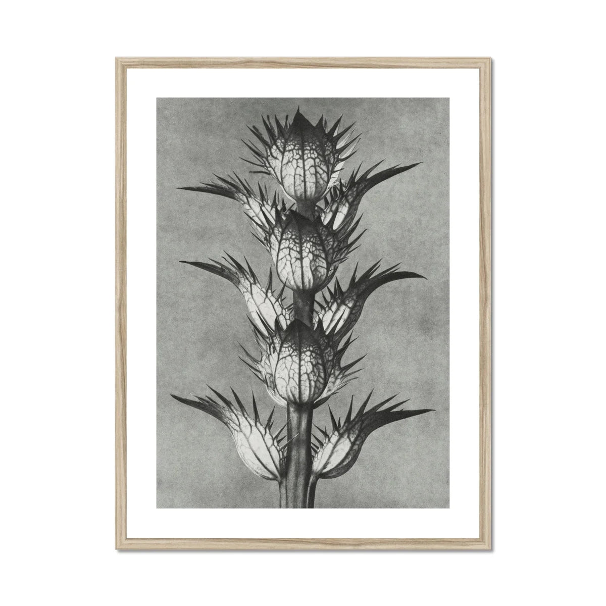 Acanthus Mollis (bear’s Breeches) - Karl Blossfeldt Art Print Posters Prints & Visual Artwork