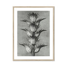 Acanthus Mollis (bear’s Breeches) - Karl Blossfeldt Art Print Posters Prints & Visual Artwork