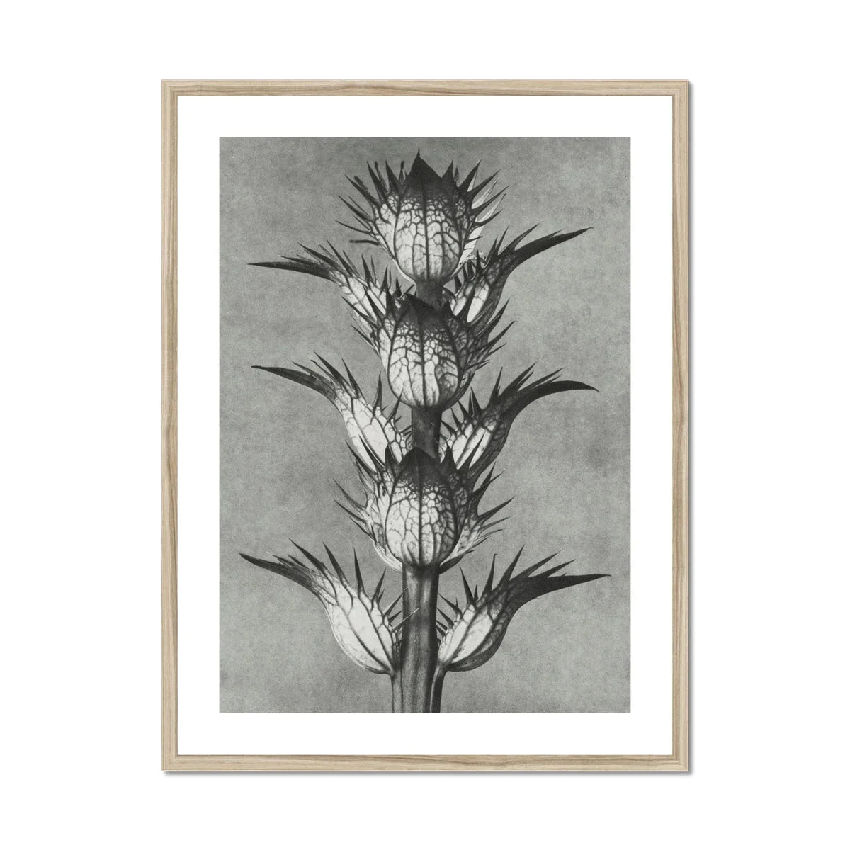 Acanthus Mollis (bear’s Breeches) Karl Blossfeldt Art Print, Black White Botanical Photograph Spiky Thistle Plant Multiple