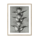 Acanthus Mollis (bear’s Breeches) Karl Blossfeldt Art Print, Black White Botanical Photograph Spiky Thistle Plant Multiple