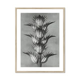 Acanthus Mollis (bear’s Breeches) - Karl Blossfeldt Art Print, Black White Botanical Photograph Spiky Thistle Plant Multiple