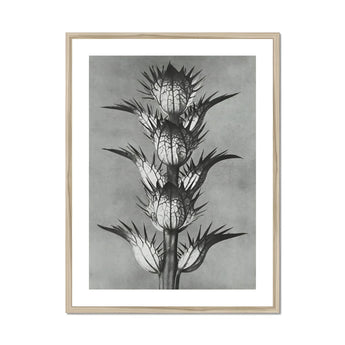 Acanthus Mollis (bear’s Breeches) - Karl Blossfeldt Art Print, Black White Botanical Photograph Spiky Thistle Plant Multiple
