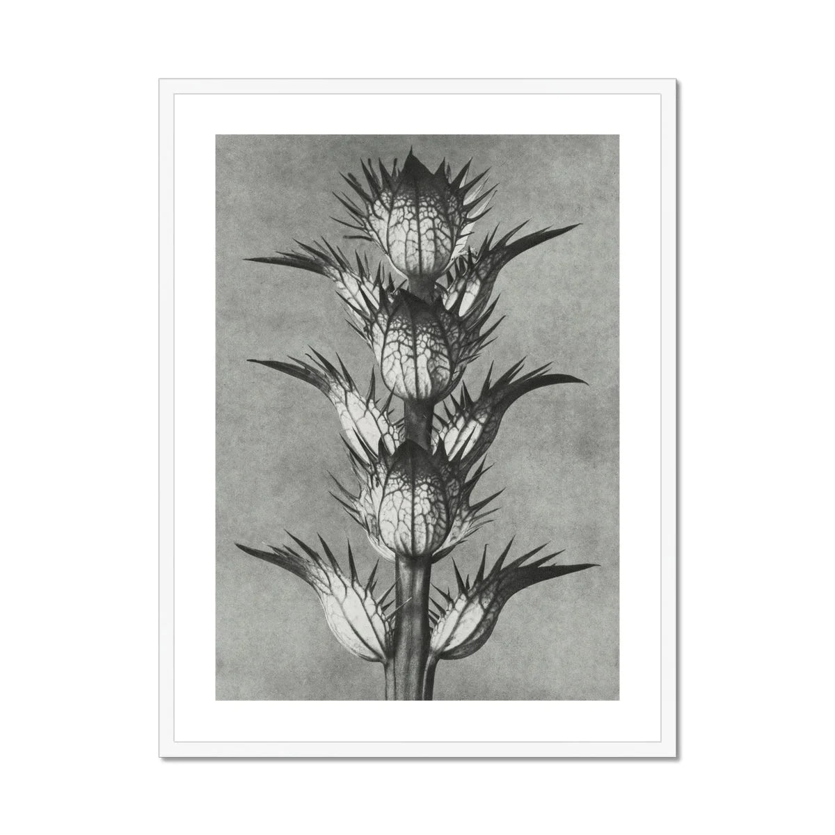 Acanthus Mollis (bear’s Breeches) Karl Blossfeldt Art Print, Black White Botanical Photograph Spiky Thistle Plant Layered