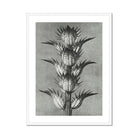 Acanthus Mollis (bear’s Breeches) Karl Blossfeldt Art Print, Black White Botanical Photograph Spiky Thistle Plant Layered
