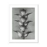 Acanthus Mollis (bear’s Breeches) - Karl Blossfeldt Art Print, Black White Botanical Photograph Spiky Thistle Plant Layered