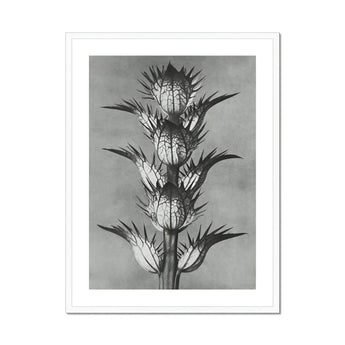Acanthus Mollis (bear’s Breeches) - Karl Blossfeldt Art Print, Black White Botanical Photograph Spiky Thistle Plant Layered