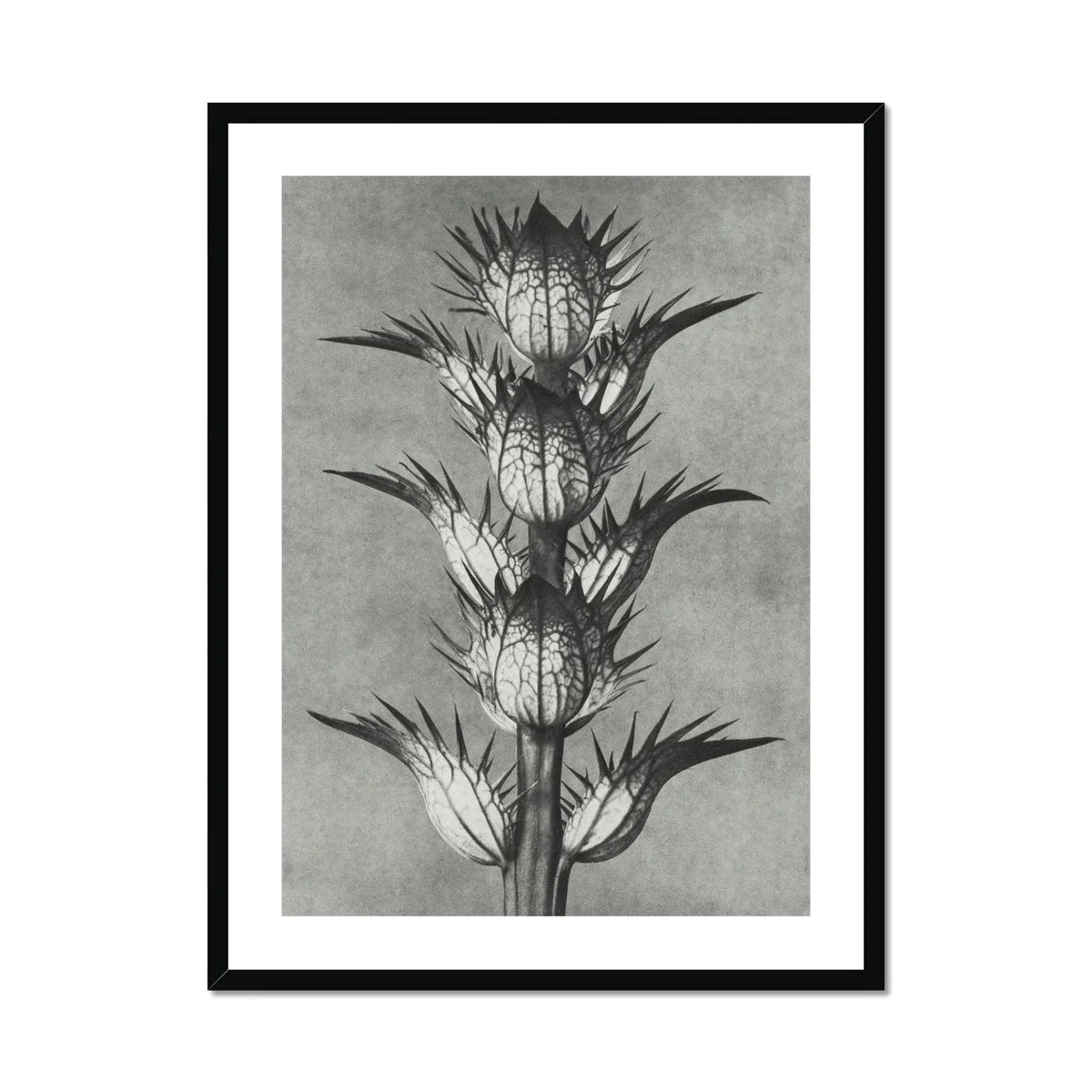 Acanthus Mollis (bear’s Breeches) - Karl Blossfeldt Art Print Posters Prints & Visual Artwork