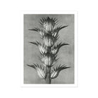 Acanthus Mollis (bear’s Breeches) - Karl Blossfeldt Art Print Posters Prints & Visual Artwork